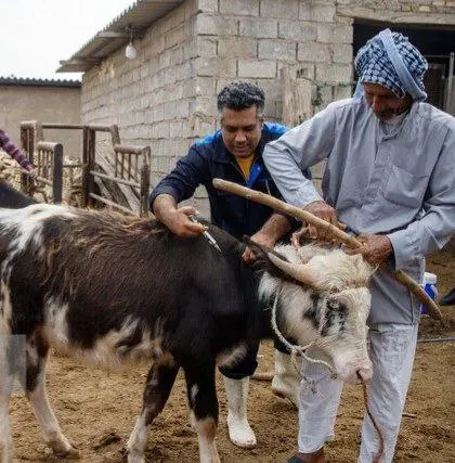 واکسن دام در ایلام