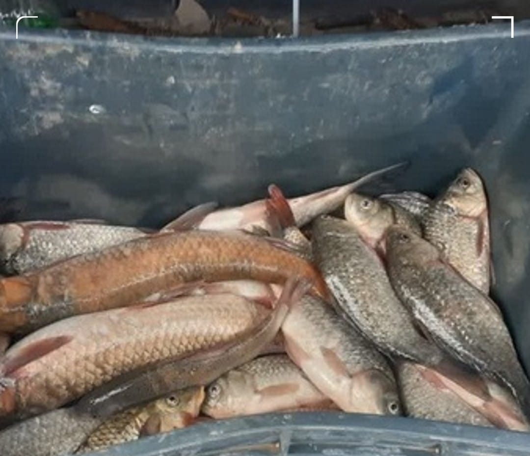 صید غیر مجاز